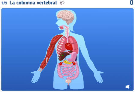 Anatomía 2