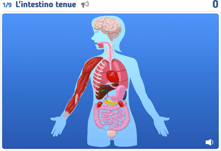 Anatomia 1